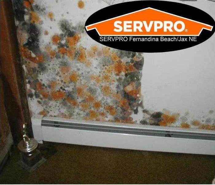 Mold growth on a wall of a Jacksonville business